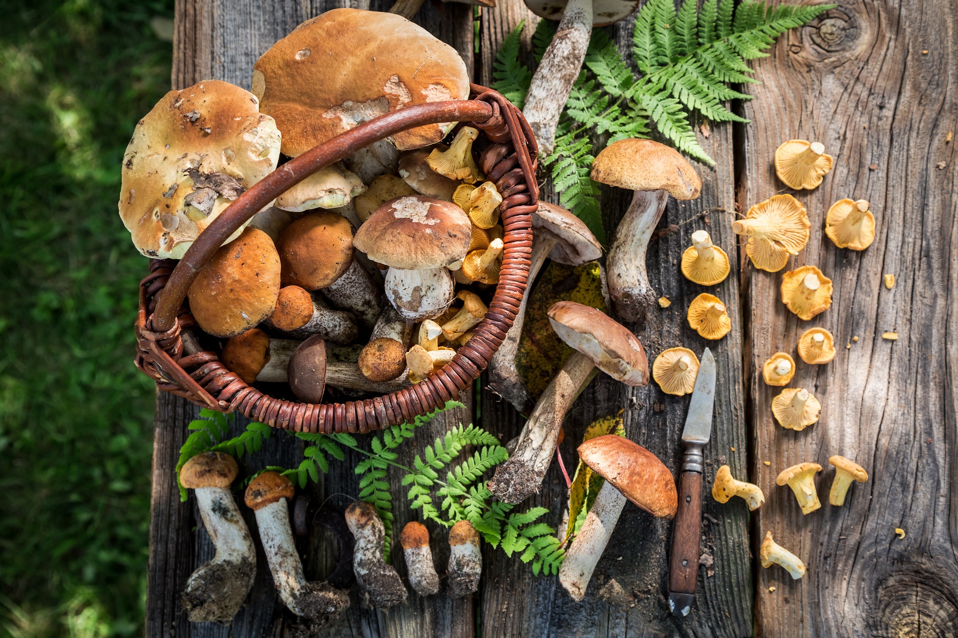 Mushroom picking season begins in Poland. - Poland Travel (EN) PROD