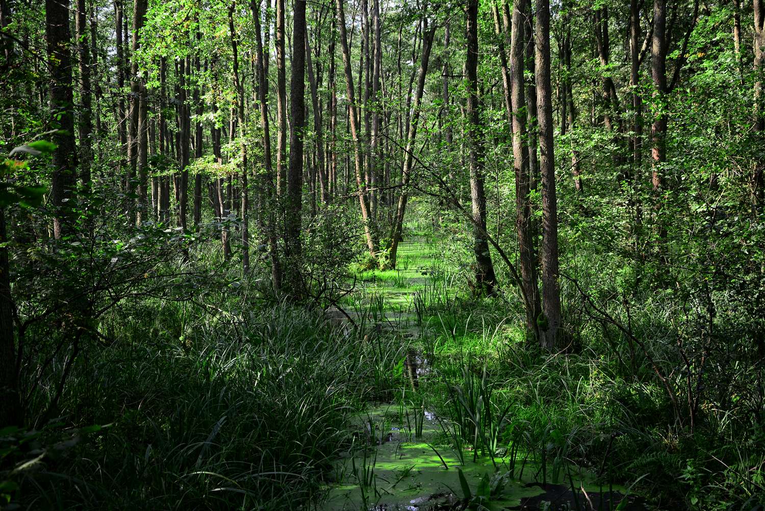 Лес холидейс. Варшава леса. Forest Bathing.